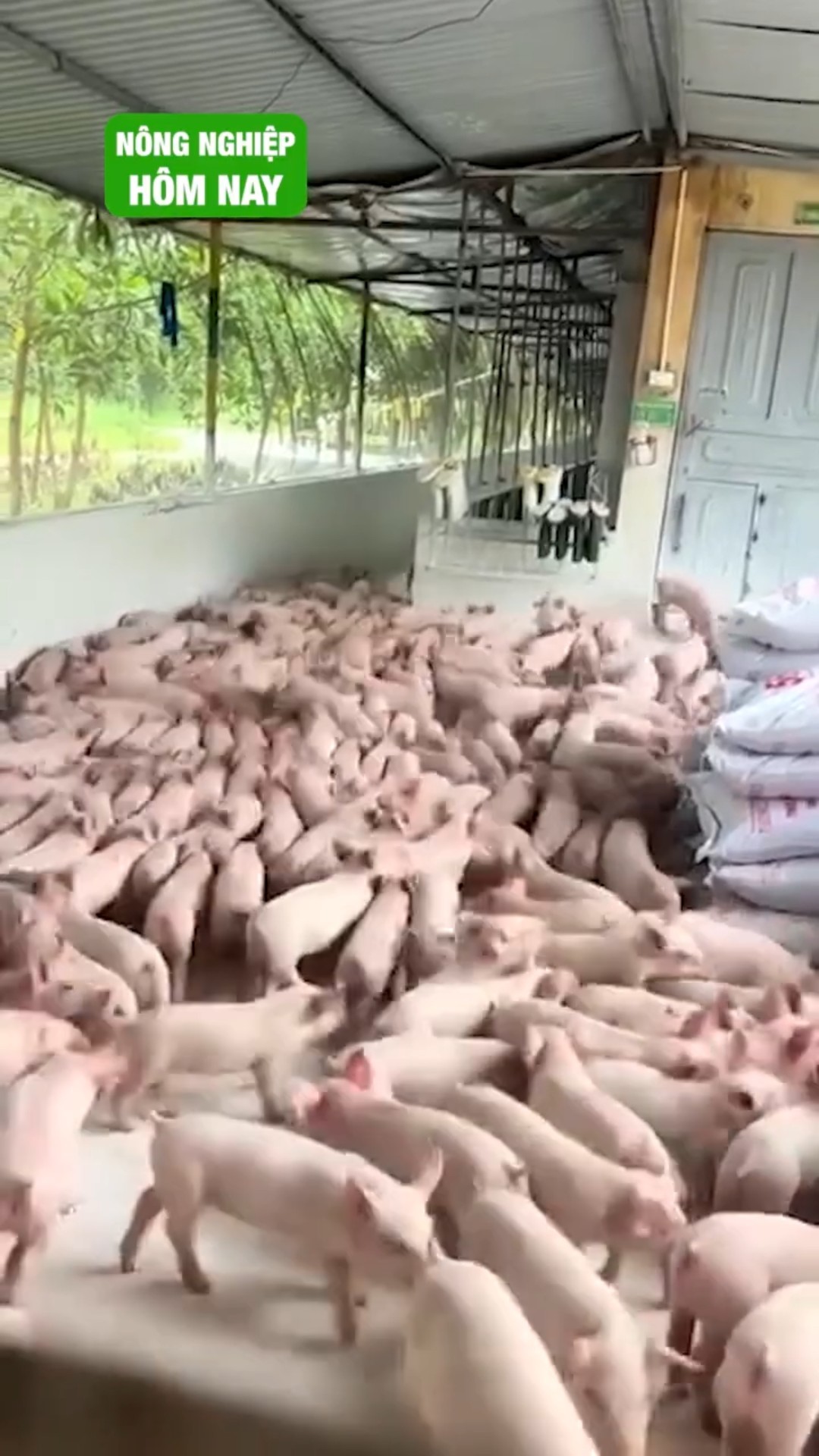 Hơn 2,4 triệu đồng 1 con heo giống